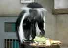 動物図鑑・アンゴラコロブス 1